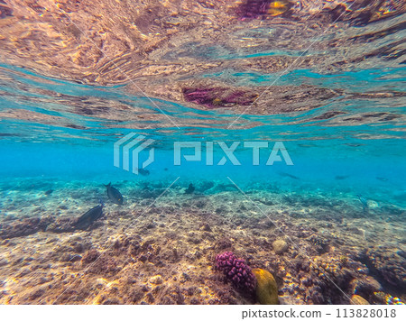 Underwater life of reef with corals and tropical fish. Coral Reef at the Red Sea, Egypt. 113828018