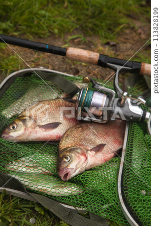 Two big freshwater common bream fish and fishing rod with reel on green fishing net.. 113828199