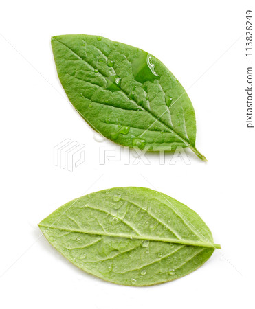 two fresh green leaves 113828249