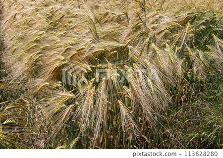 Natural background 113828280