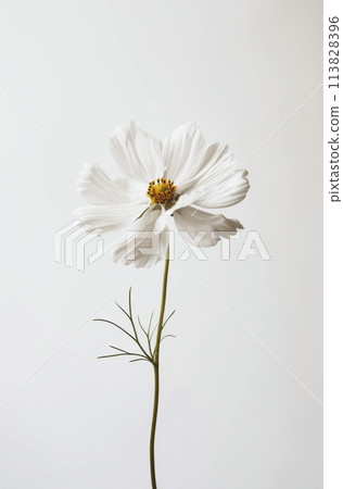 White Flower on White Background 113828396
