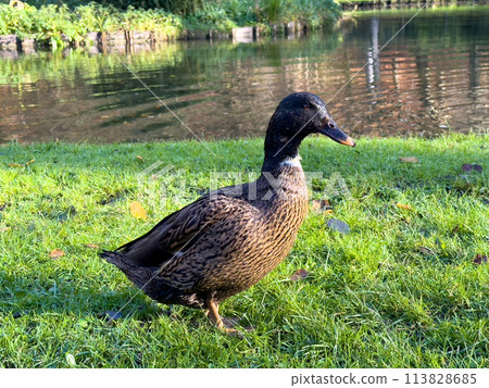 Europen mallard duck standing on the grass 113828685
