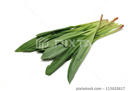 Wild garlic on white background Wild garlic on white background 113828817