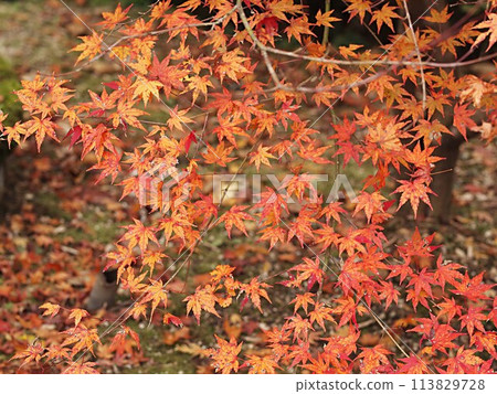 楓葉景觀與秋葉 楓葉景觀與秋葉 113829728