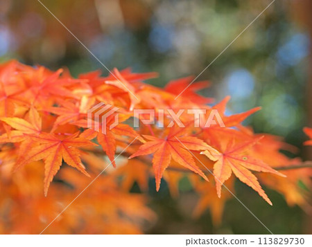 楓葉景觀與秋葉 楓葉景觀與秋葉 113829730