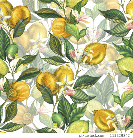 Watercolor seamless pattern with blooming lemons and lime branch with leaves, pink flowers and green lemon. Hand painted yellow fruits and flower isolated on white background. Fresh citrus Watercolor seamless pattern with blooming lemons and lime branch with leaves, pink flowers and green lemon. Hand painted yellow fruits and flower isolated on white background. Fresh citrus 113829842