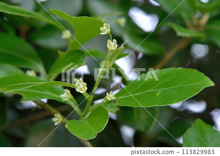 沙棘的雌花 113829983