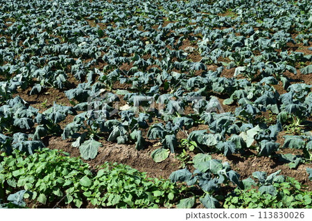 Broccoli field 113830026