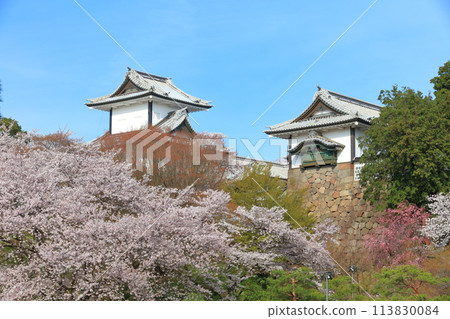 [Ishikawa Prefecture] Kanazawa Castle Ishikawa Gate and cherry blossoms in full bloom on a clear day 113830084