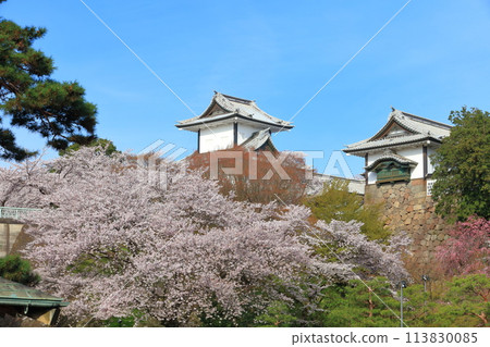[Ishikawa Prefecture] Kanazawa Castle Ishikawa Gate and cherry blossoms in full bloom on a clear day 113830085