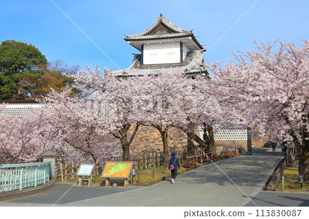 [Ishikawa Prefecture] Kanazawa Castle Ishikawa Gate and cherry blossoms in full bloom on a clear day 113830087