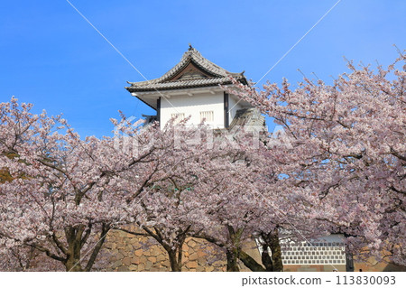 【石川縣】晴天的金澤城、石川門和盛開的櫻花 113830093