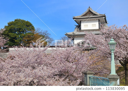 [Ishikawa Prefecture] Kanazawa Castle Ishikawa Gate and cherry blossoms in full bloom on a clear day 113830095