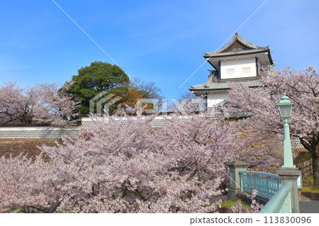 [Ishikawa Prefecture] Kanazawa Castle Ishikawa Gate and cherry blossoms in full bloom on a clear day 113830096