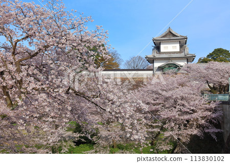 【石川縣】晴天的金澤城、石川門和盛開的櫻花 【石川縣】晴天的金澤城、石川門和盛開的櫻花 113830102