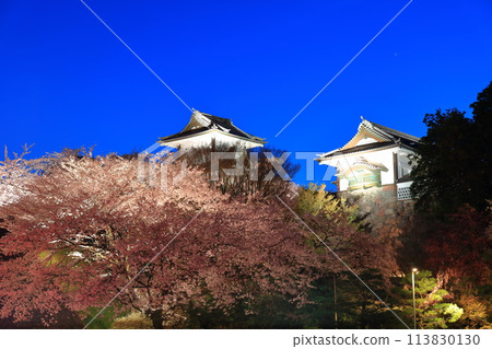 [Ishikawa Prefecture] Cherry blossoms in full bloom at Ishikawa Gate of Kanazawa Castle 113830130