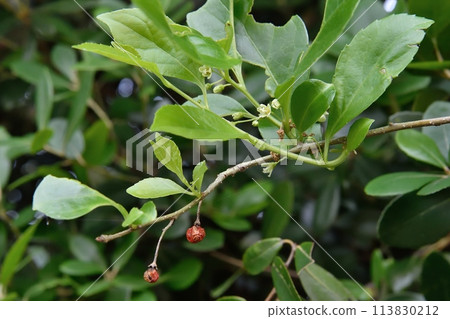 Female flower of buckthorn 113830212