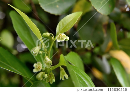 日本刺的雄花 113830216