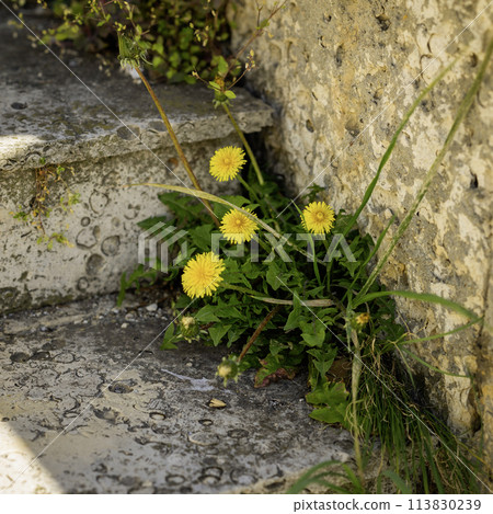 Yellow dandelion grows from the cracks of a concrete wall on stairs. Life concept 113830239