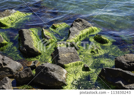 Rocky stones covered in green moss is on the shore in sea water 113830243