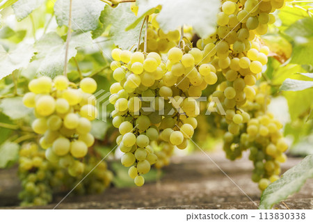 Ripe Grapes Cluster on Vine in Sunlight Ripe Grapes Cluster on Vine in Sunlight 113830338