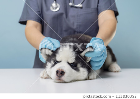 Husky puppy being examined by veterinarian, clinic interior Husky puppy being examined by veterinarian, clinic interior 113830352