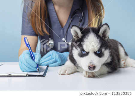 Husky Puppy at Veterinary Checkup 113830395