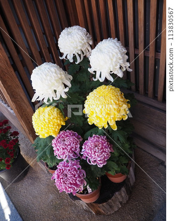 Chrysanthemums blooming on the eaves 113830567