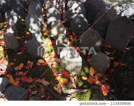 Scenery of fallen leaves 113830606