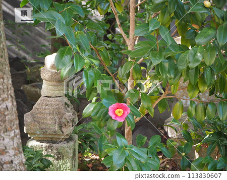 Landscape with camellia flowers Landscape with camellia flowers 113830607