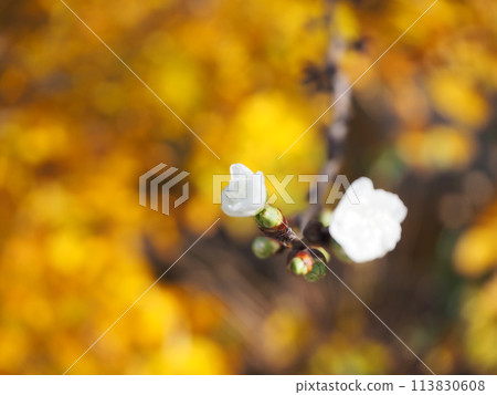 梅花告訴春天的到來 113830608