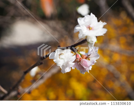 白色的花朵在早晨的陽光下顯得活潑又夢幻 113830610