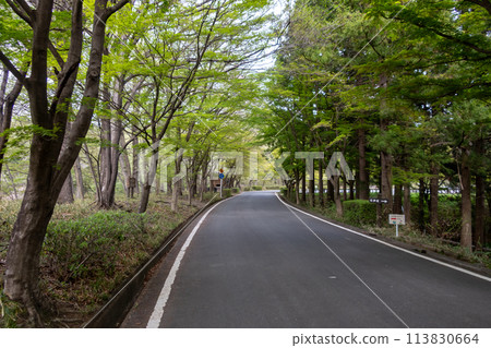 Shinryoku no Mine Park - Roadway within the park 113830664