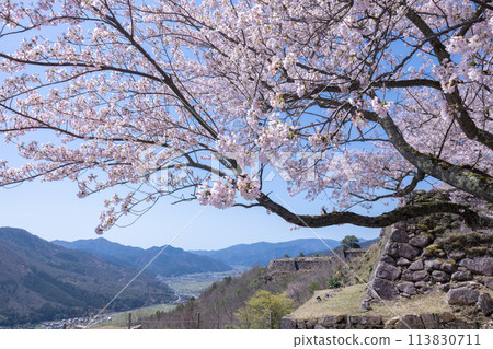 櫻花盛開武田城堡遺址 櫻花盛開武田城堡遺址 113830711