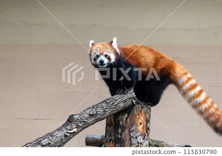 無辜的小熊貓 無辜的小熊貓 113830790