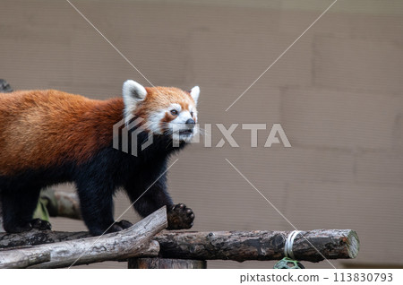 Innocent Red Panda Innocent Red Panda 113830793