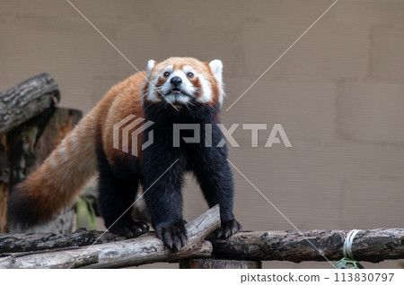 Innocent Red Panda 113830797