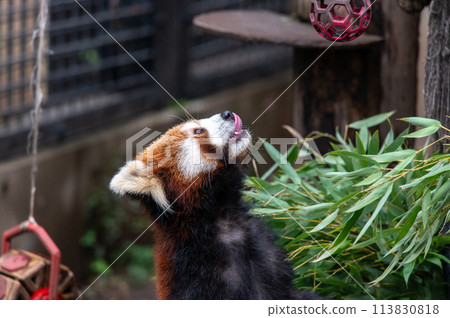 Innocent Red Panda 113830818
