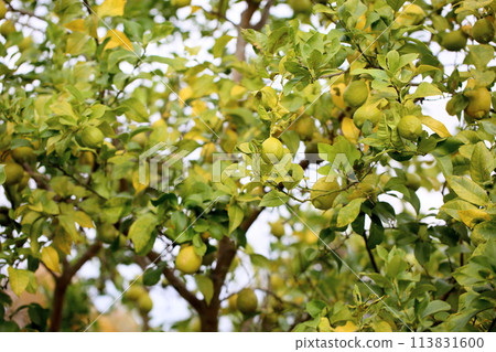 Lemon fruits near harvest time Lemon fruits near harvest time 113831600