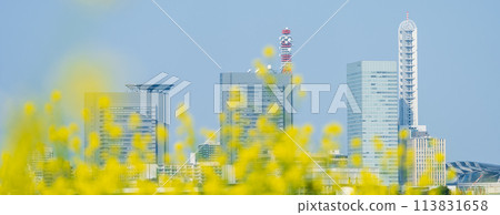 在芝川盛開的油菜花上看到的“埼玉縣”埼玉新都心 113831658