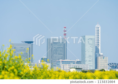 "Saitama Prefecture" Saitama Shintoshin seen over the rape blossoms blooming in Shibakawa 113831664
