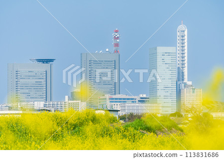 "Saitama Prefecture" Saitama Shintoshin seen over the rape blossoms blooming in Shibakawa "Saitama Prefecture" Saitama Shintoshin seen over the rape blossoms blooming in Shibakawa 113831686
