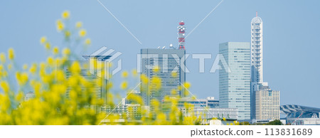 "Saitama Prefecture" Saitama Shintoshin seen over the rape blossoms blooming in Shibakawa 113831689