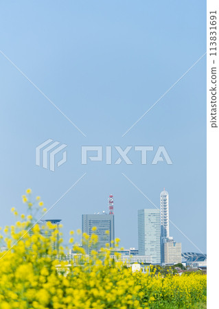 "Saitama Prefecture" Saitama Shintoshin seen over the rape blossoms blooming in Shibakawa "Saitama Prefecture" Saitama Shintoshin seen over the rape blossoms blooming in Shibakawa 113831691