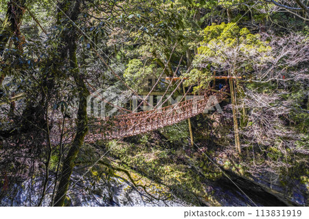 Kazura Bridge in Iya 113831919