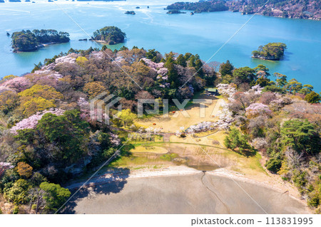 Cherry blossoms bloom on Fukuura Island (Matsushima Town, Miyagi Prefecture) 113831995