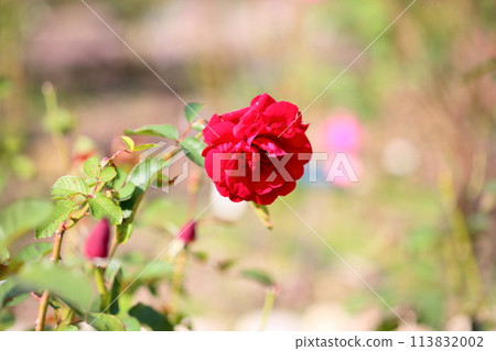 Red rose flower Europiana 113832002