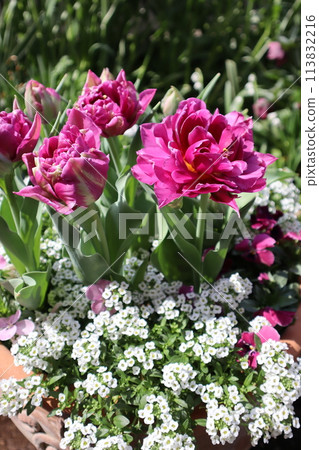 紅紫色重瓣鬱金香群植 113832216