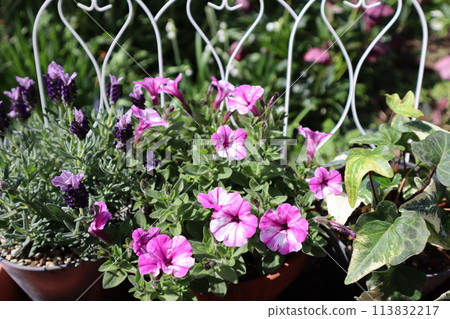 矮牽牛和薰衣草花盆 113832217