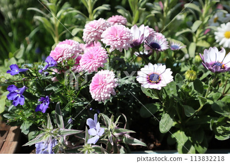 粉紅色瑪格麗特的集合 113832218